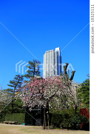 A weeping peach 10325111