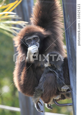 Parent and child of white gibbon 10325121