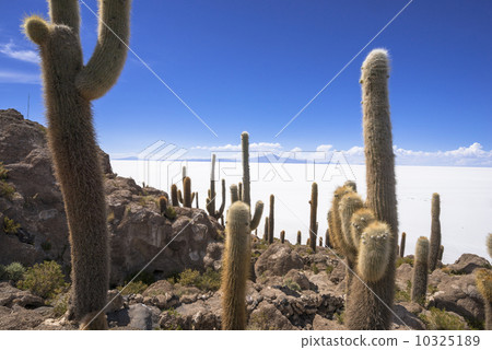 Uyuni Salt Lake Inca-Eagle Island Uyuni Salt Lake Inca-Eagle Island 10325189