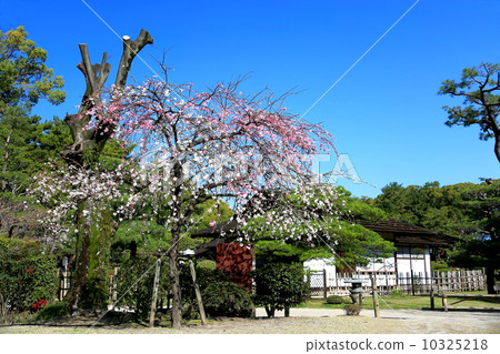 Genpei Weeping Peach 10325218