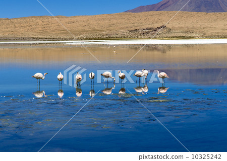 Scenery of Lake Kanyapa on the Altiplano Plain 10325242