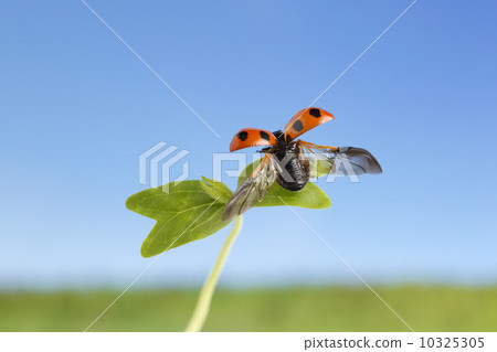 Ladybug and sprouts Ladybug and sprouts 10325305