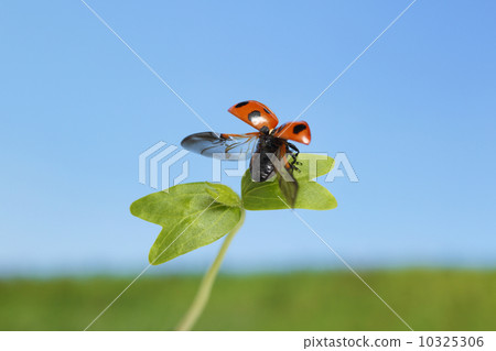 Ladybug and sprouts Ladybug and sprouts 10325306