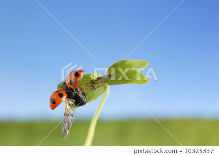 Ladybug and sprouts 10325337