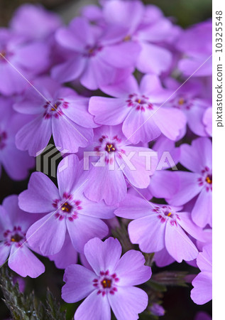 Shibazakura (Shiba cherry tree) 10325548