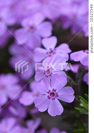 Shibazakura(Shiba櫻花) Shibazakura(Shiba櫻花) 10325549