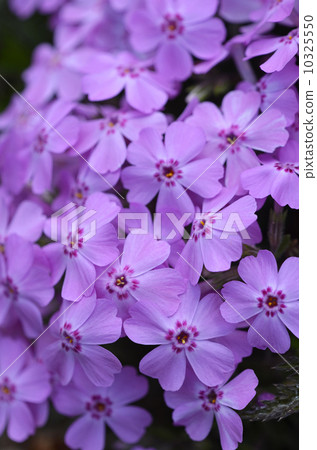 Shibazakura（Shiba櫻花） 10325550