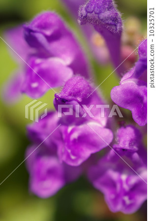 黃芩 黃芩 10325701