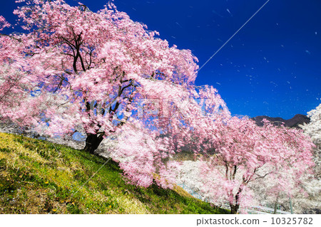 SakuraFubuki  10325782