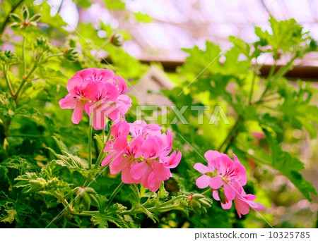 甜含羞草天竺葵花語：解決天竺葵'甜含羞草' 10325785