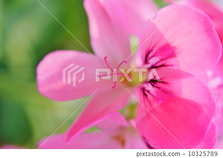 Sweet mimosa geranium Flower language: resolve Pelargonium 'Sweet Mimosa' 10325789