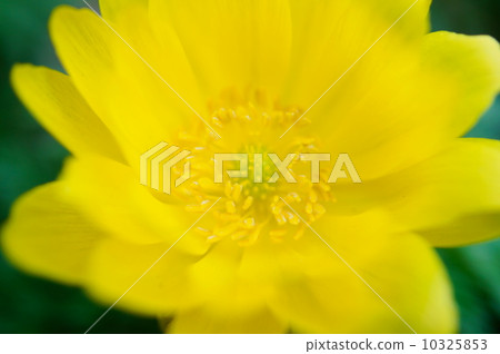 福岡花語：永久幸福阿多尼斯拉莫薩 10325853