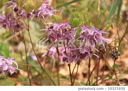 Weed grass Weed grass 10325930