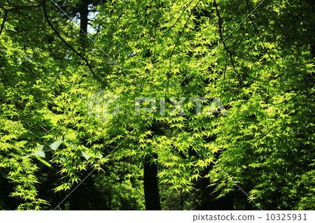 Fresh green pure Fresh green pure 10325931