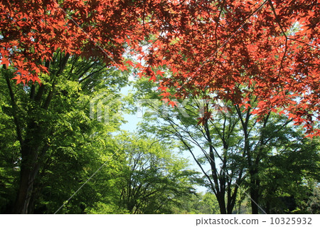 Fresh green maple Fresh green maple 10325932