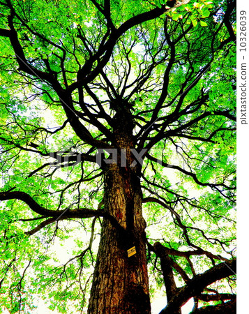 新鮮的綠色tinniki 10326039