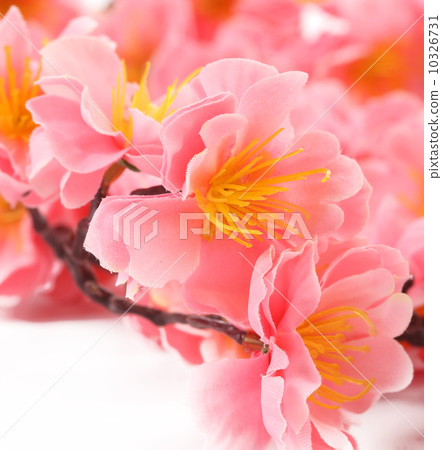 Close up of spring pink flowers. Close up of spring pink flowers. 10326731