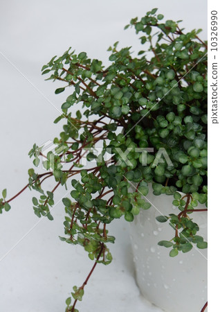 Wire plants 10326990