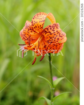  Lily 10328266