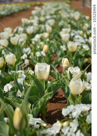 Akebono mountain agricultural park full bloom tulip Akebono mountain agricultural park full bloom tulip 10328404