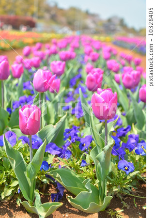 Akebono mountain agricultural park full bloom tulip Akebono mountain agricultural park full bloom tulip 10328405