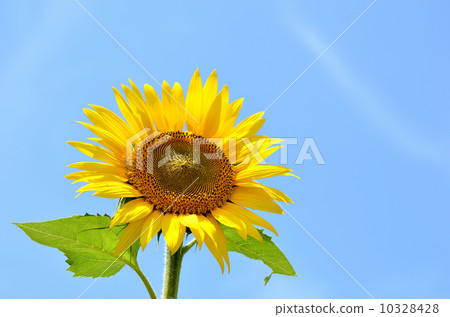 Sun Flower  10328428