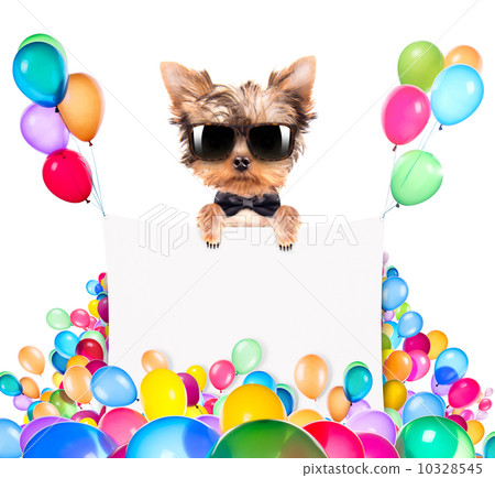 dog with Holiday banner and colorful balloons dog with Holiday banner and colorful balloons 10328545