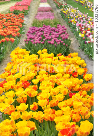 tulips field tulips field 10328766