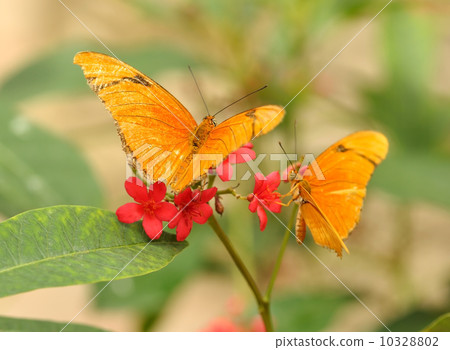 yellow tropical butterflys 10328802