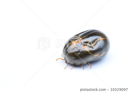 Hatad beetle sucking blood into a bang! 10329097