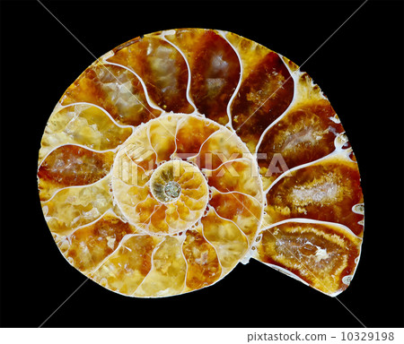 Fossilized ammonite Fossilized ammonite 10329198