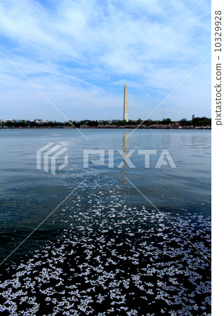 Cherry blossom petals floating in Tidal · Basin and Washington Monument Cherry blossom petals floating in Tidal · Basin and Washington Monument 10329928