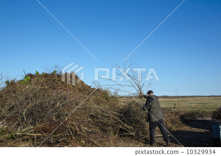 Throwing garden twigs in a heap 10329934