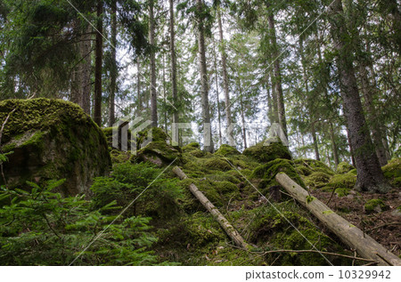 Green untouched forest 10329942