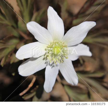 菊花扎基磷酸鋸 10330173