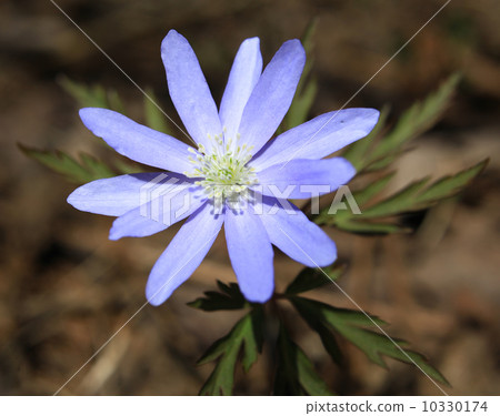 菊花扎基磷酸鋸 10330174