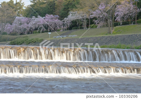 Sakura half-tree road Sakura half-tree road 10330206