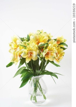 Yellow astromerya Yellow astromerya 10330219