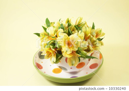 黃色astromerya 10330240