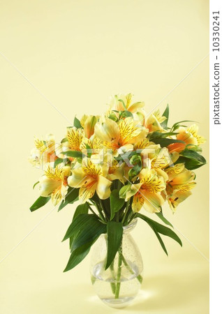 黃色astromerya 10330241