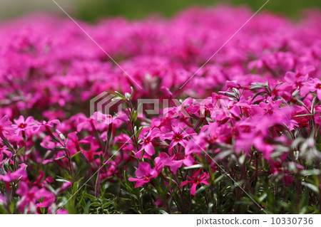 Moss phlox  10330736