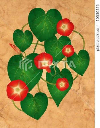 Ipomoea flowers on the grungy paper 10330853