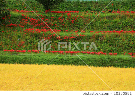 Terraced rice field in Tozaki 10330891