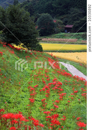 Terraced rice field in Tozaki 10330892