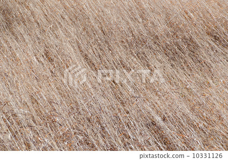 Withered grass 10331126
