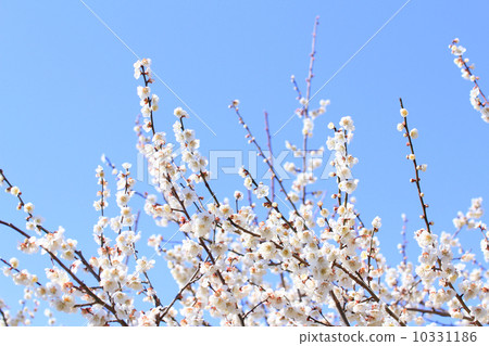 White plum and blue sky White plum and blue sky 10331186