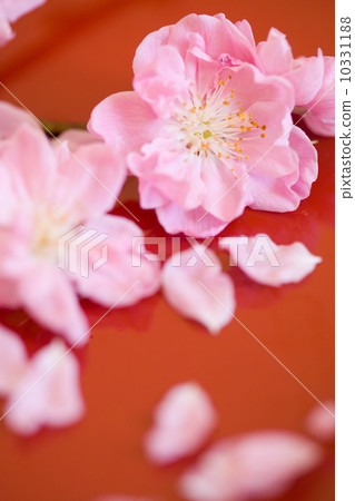 Peach blossoms Peach blossoms 10331188