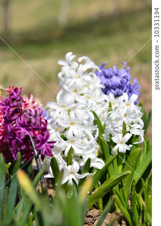 Hyacinth Hyacinth 10331194