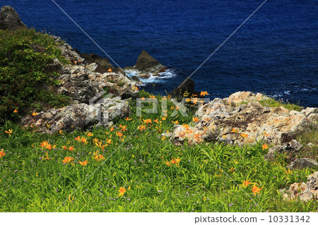 Sado Tadenosaki的Tobi Shima甘草 Sado Tadenosaki的Tobi Shima甘草 10331342