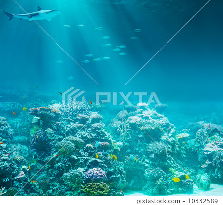 Sea or ocean underwater coral reef with shark 10332589
